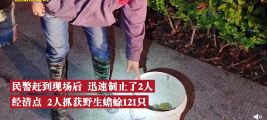 别拿癞蛤蟆不当保护动物:夫妻抓121只蛤蟆刮蟾酥涉嫌非法狩猎